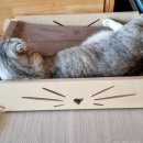 엉클펫 이미지