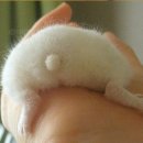 팡팡 이미지
