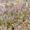 광대목장 이미지