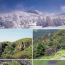 한라산천연보호구역 이미지