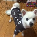 코코아도그 이미지