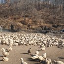 장수유황오리 이미지