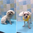 59펫살롱 이미지