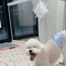 러버몽 이미지