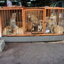 모란시장