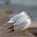 갈매기 이미지