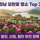 (주)신풍년바이오 | 5월의 여왕 작약! 경남 작약꽃 명소 탑 3 완벽 정리 (합천, 산청, 함안)