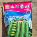 완두콩스테이 이미지