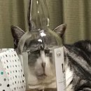 노블풀빌라 이미지