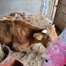 사체농장 이미지