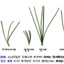 숲해설할 때 구분하기 힘든, 헷갈리는 나무들, 소나무와 잣나무 - 2 이미지