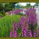 살림선생 이미지