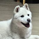 강아지정류장 이미지