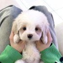 퓨어펫 강아지분양 고양이분양 울산점 이미지