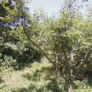 비야농장 이미지