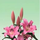 그린종묘농약사 이미지