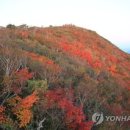 단풍