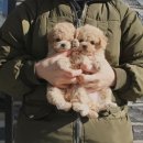 펫마트 강아지 논산점 | 논산강아지분양 찾다가 만난 운명같은 아이