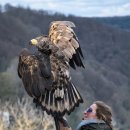 반려동물관리사 이미지