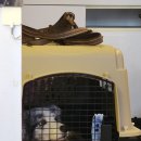 피스켄넬 이미지