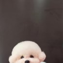 시루 반려견 미용 이미지