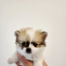 현숙켄넬 이미지