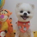 심쿵하개 이미지