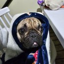 정남진장흥구시월드(주) | 전남애견글램핑 장흥 땡땡이글램핑 수목원관람차 필수!