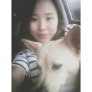 도그럭스 이미지