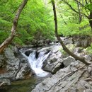 곰배령 꽃길 이미지