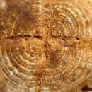 Landbrot(란트브로트) 이미지