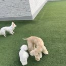 오독오독 반려견유치원 이미지