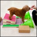 마마스미독펜트하우스 광주애견유치원&애견호텔 본점 | 광주애견호텔 마마스미독펜트하우스 광주애견유치원&amp;애견호텔 본점에서 안심하고 맡긴 후기