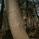 조화약업사 이미지