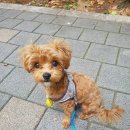 슈나우펫 이미지