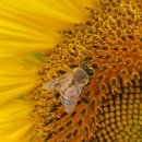 가야4리 이미지