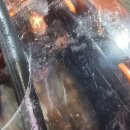 신조선국밥 | (진해 한치낚시)26년 첫 한치낚시 조황 부진.실력,자리편차 심함.진해 혜성골드2호