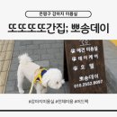 강아지미용실 | 은평구 강아지미용실 뽀송데이 내돈 후기｜제니 6mm 테디베어컷 정기미용