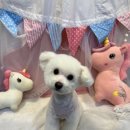 웰니스펫뷰티 이미지