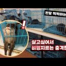 지옥이 다름없는 충격적인 일본 수달 카페.. 이미지