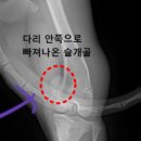 동백동물병원 이미지