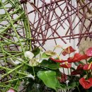 파크 블러썸 이미지