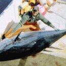 해양참치 이미지