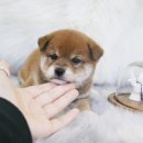 하나이누 이미지