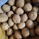 보리카우 이미지