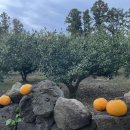 드랑드랑 | 제주도 제주시 감성숙소 🍊 인생샷 가능 || '드랑드랑' 귤밭동 후기