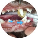 광주다온동물병원 이미지