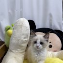 행복한집사 이미지