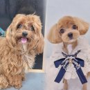 하니 그루밍( Hani Grooming) | 말티푸 (6mm클리핑/얼굴컷)