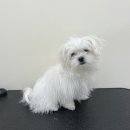 아워퍼피 이미지